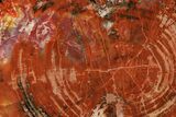 Polished, Petrified Wood (Araucarioxylon) Round - Arizona #184741-1